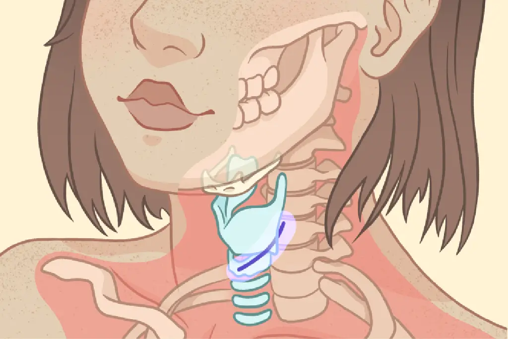 ENT pathologies and care • Cassandra Vion - Scientific Illustration